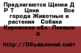 Предлагаются Щенки Д.Р.Т.  › Цена ­ 15 000 - Все города Животные и растения » Собаки   . Кировская обл.,Леваши д.